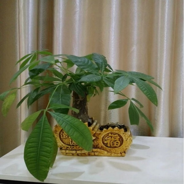 来自佰富彩包装的那抹绿